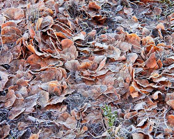 Frost on fallen leaves, Virgin River, Zion National Park
