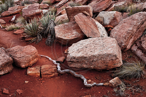 Watchman Trail, Zion Canyon, Zion National Park