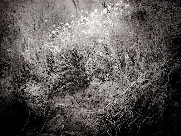 Wetland shrubs along banks of Colorado River near Moab, Utah