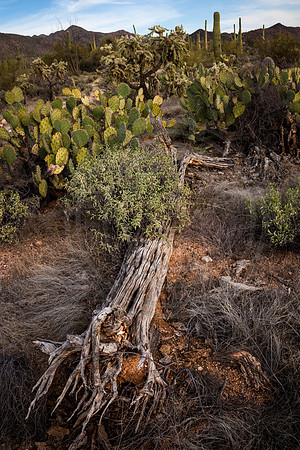 Fallen Giant, Saguaro National Park, Arizona