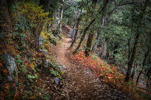 Mount Wilson Trail, San Gabriel Valley, California