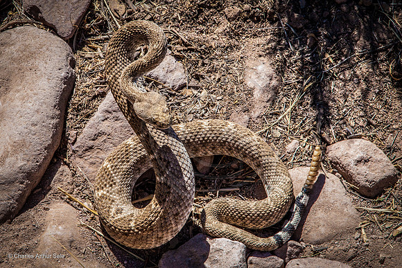 Arizona Western Diamondback Rattlesnake (Crotalus atrox, adult male), Dutchman's Trail from First Water TH, Superstition Wilderness Area, Tonto National Forest, Arizona