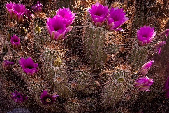 "Tender Trap" (Southern foothills of Pass Mountain, Tonto National Forest, Arizona)
