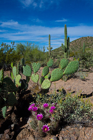 "One Thing and Another" (Cactus, southern foothills of Pass Mountain, Tonto National Forest, Arizona)