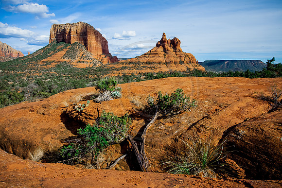 "Juniper at Rest" (Yavapai Point with Courthouse Butte (L) and Bell Rock (R) in the distance, Sedona, Arizona)