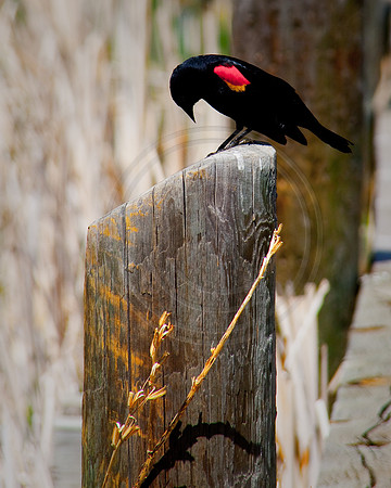"Red-wing Blackbird" (Ute Valley, Colorado Springs)
