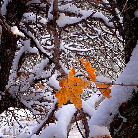 "Tangled Tunnel" (Ute Valley, Colorado Springs)