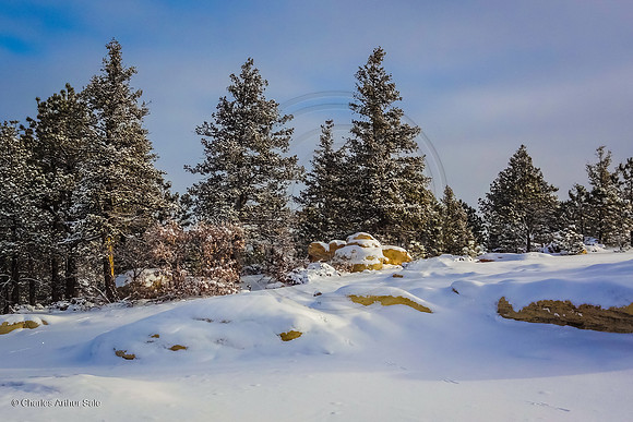 "Treeline" (Ute Valley, Colorado Springs)