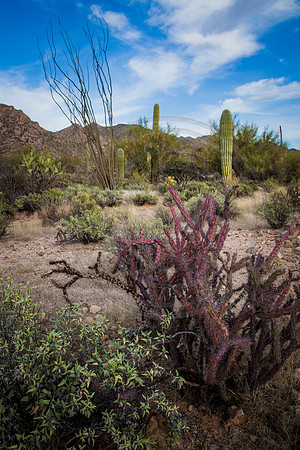 "Prevailing Wind" (Saguaro National Park, Tucson, AZ)