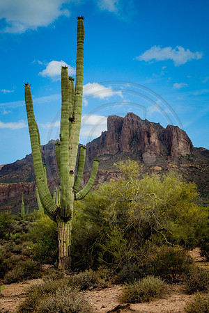 “Lord of the Desert Floor” (Plain beneath the southern summits of the Superstition Mountains, Tonto National Forest, Arizona)