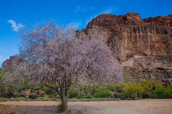 “Princess Tree” (Peralta Canyon, Superstition Wilderness, Tonto National Forest, Arizona)