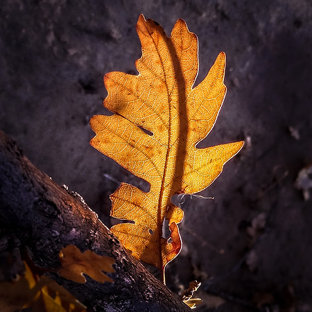 "Ute Valley Park" leaf