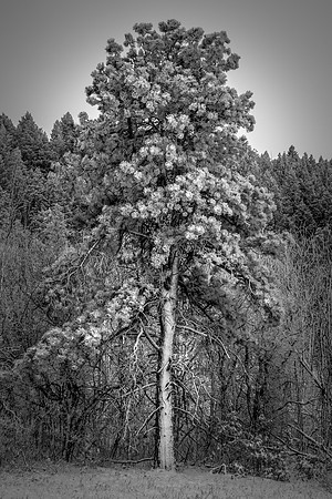 Tree, Eagle Pass Trail, Spruce Mountain, Douglas County