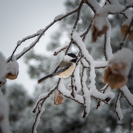 Mountain Chickadee clinging to snow-covered limb, Eagle Pass Trail, Spruce Mountain, Douglas County