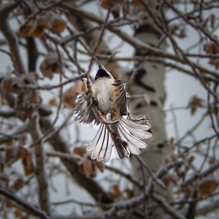 Mountain Chickadee landing on tree limb, Eagle Pass Trail, Spruce Mountain, Douglas County
