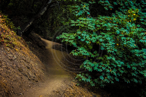 Falls Trail, Monrovia Canyon, San Gabriel Valley, California
