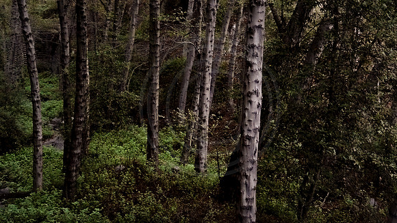 Forest in shadow, Monrovia Canyon