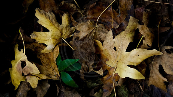 Fallen leaves over new growth, Monrovia Canyon