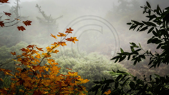Rain and fog, Mount Wilson Trail, Sierra Madre