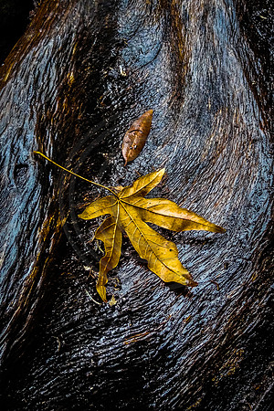 Fallen tree holding leaf, Mount Wilson Trail, Sierra Madre