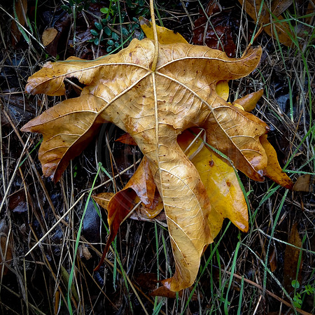 Leaf covering leaf in rain, Mount Wilson Trail, Sierra Madre