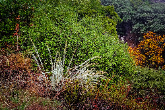 Starburst blossoms, Mount Wilson Trail, Sierra Madre