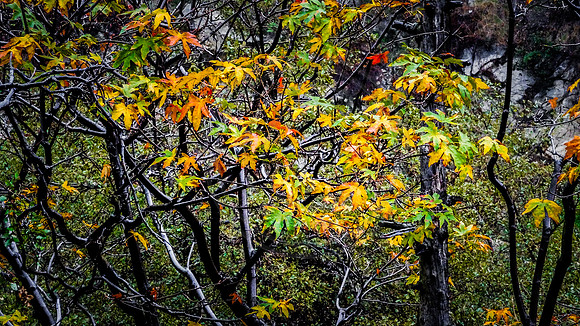 Tangle wood color, Mount Wilson Trail, Sierra Madre