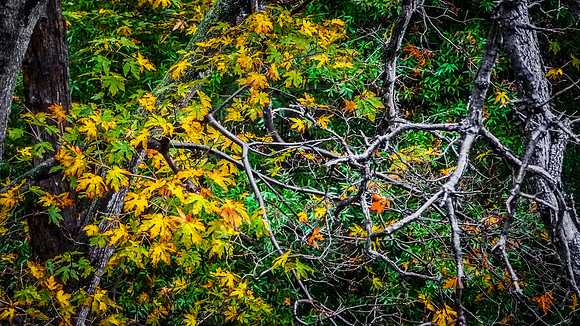 Autumn leaves and branches, Mount Wilson Trail, Sierra Madre