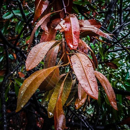 Leaves in rain, Mount Wilson Trail, Sierra Madre