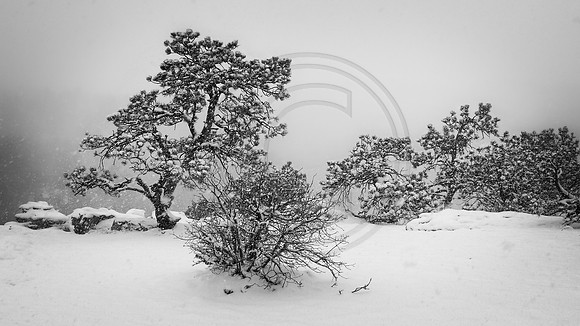 "Rabbit tracks", Ute, "Ute Valley", "Ute Valley Park", coyote, coyote, "coyote tracks", "falling snow", "great horned owl", 'quiet"lone', snow, tree, trees