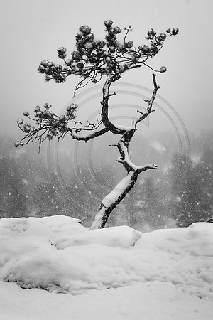 "Rabbit tracks", Ute, "Ute Valley", "Ute Valley Park", coyote, coyote, "coyote tracks", "falling snow", "great horned owl", 'quiet"lone', snow, tree, trees