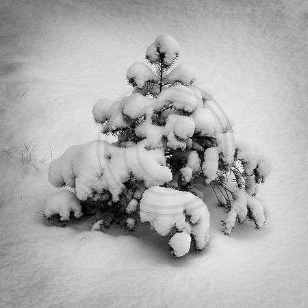 "Rabbit tracks", Ute, "Ute Valley", "Ute Valley Park", coyote, coyote, "coyote tracks", "falling snow", "great horned owl", 'quiet"lone', snow, tree, trees