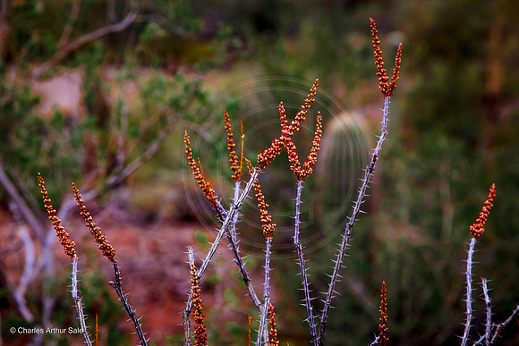 Ocotillo cactus, San Tan Mountain Regional Park, Arizona