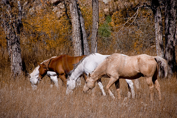 Horses grazing together, Canucho Canyon
