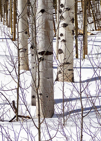 Ranks of aspen along North Taylor Creek, Sangre de Cristo Mountains, Colorado