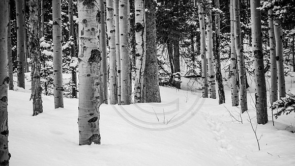Winter path among the aspen, Venable Creek Trail, Sangre de Cristo Mountains, Colorado