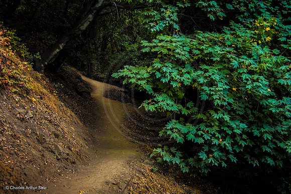 Trail into the dark, Monrovia Canyon