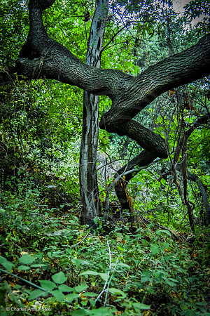 Stretching tree trunk, Monrovia Canyon