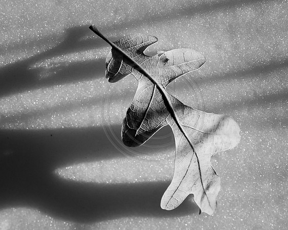 Leaf poised on snow along the Graves Trail, Colorado Springs
