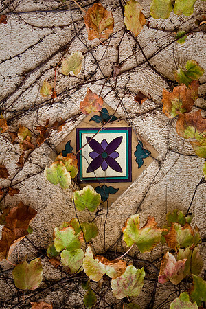 Leafy vine covering decorative tile, Silverlake