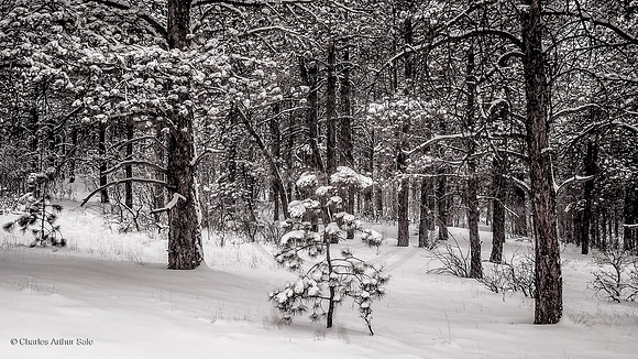 Evergreen sapling at the edge of the forest, Ute Valley Park, Colorado Springs