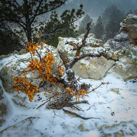 Scrub oak hunkered down in storm, Ute Valley Park, Colorado Springs