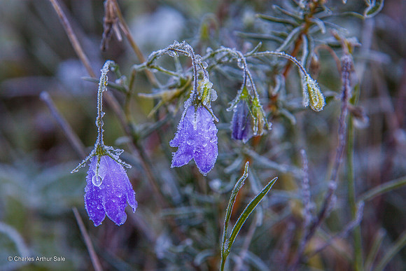 Icy raindrops on Bluebells, Eagle Pass Trail, Spruce Mountain, Douglas County