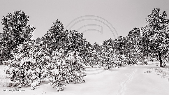 Winter pathway, Ute Valley Park, Colorado Springs, Colorado