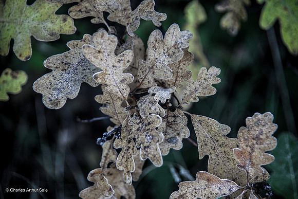 Faded oak leaves in winter, Eagle Pass Trail, Spruce Mountain, Douglas County
