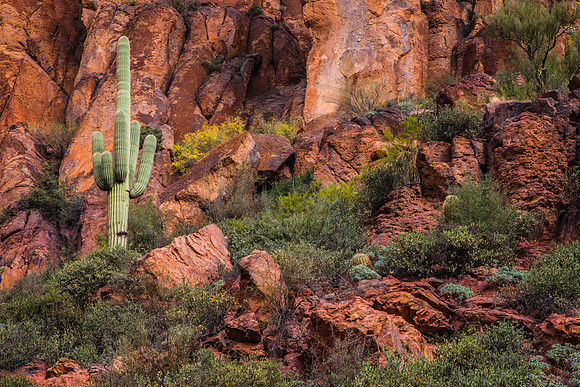 "Saguara Sentinel" (Peralta Canyon, Superstition Wilderness Area, Tonto National Forest, Arizona)