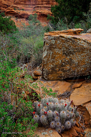Crimson hedgehog cactus, east wall, Boynton Canyon, Red Rock Secret Mountain Wilderness, Coconino National Forest, Arizona