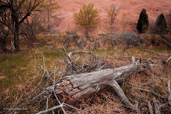 Tree Returning to Earth, Red Rock Canyon, Colorado Springs