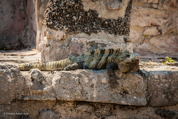 Iguana at base of pillar among Maya ruins at Tulum