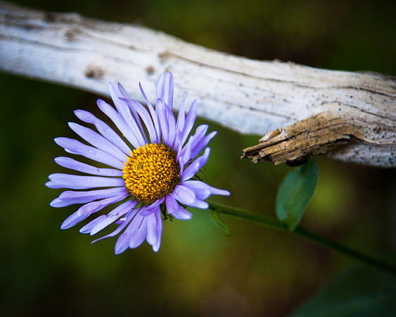 Blue Daisy under deadwood, Lake Isabella